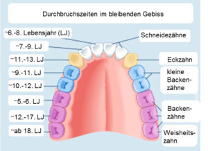 Durchbruchszeiten im bleibenden Gebiss Kinderzaehne Grafik