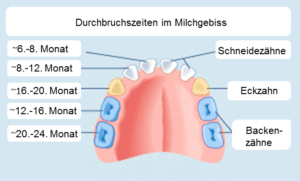 Milchgebiss Durchbruchszeiten Kinderzähne Grafik